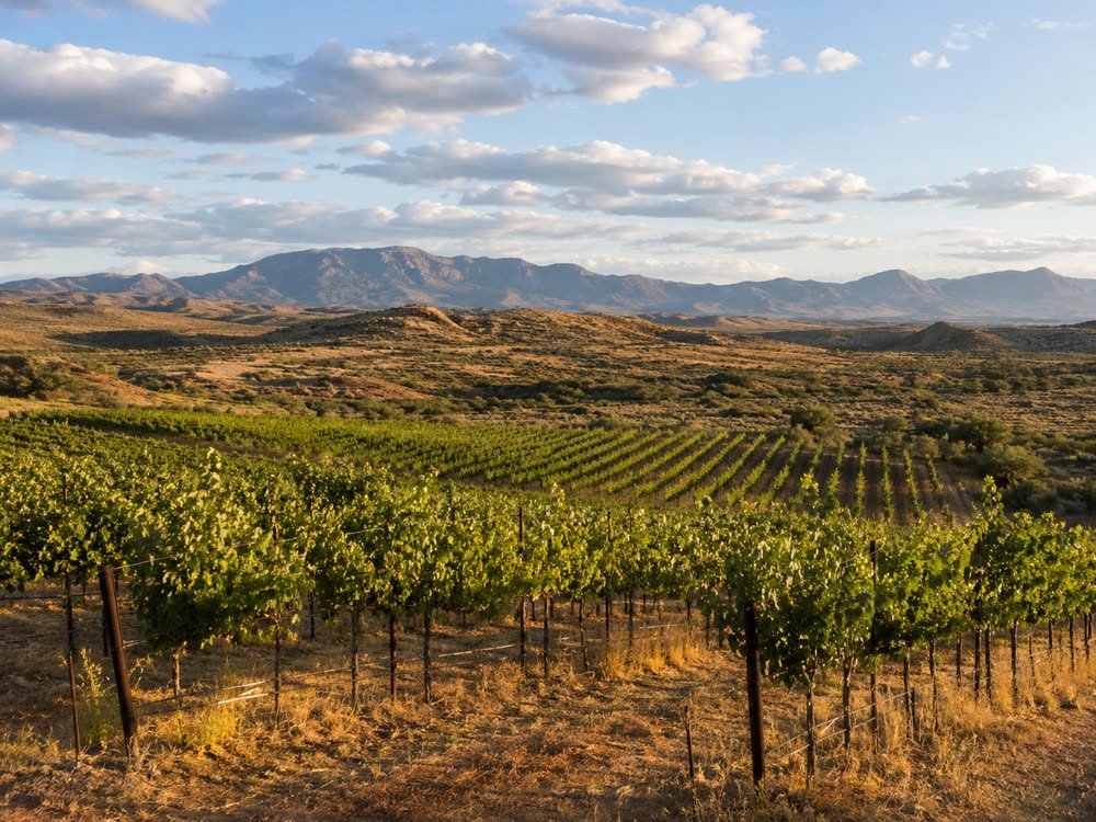 Sonoita vineyard at golden hour